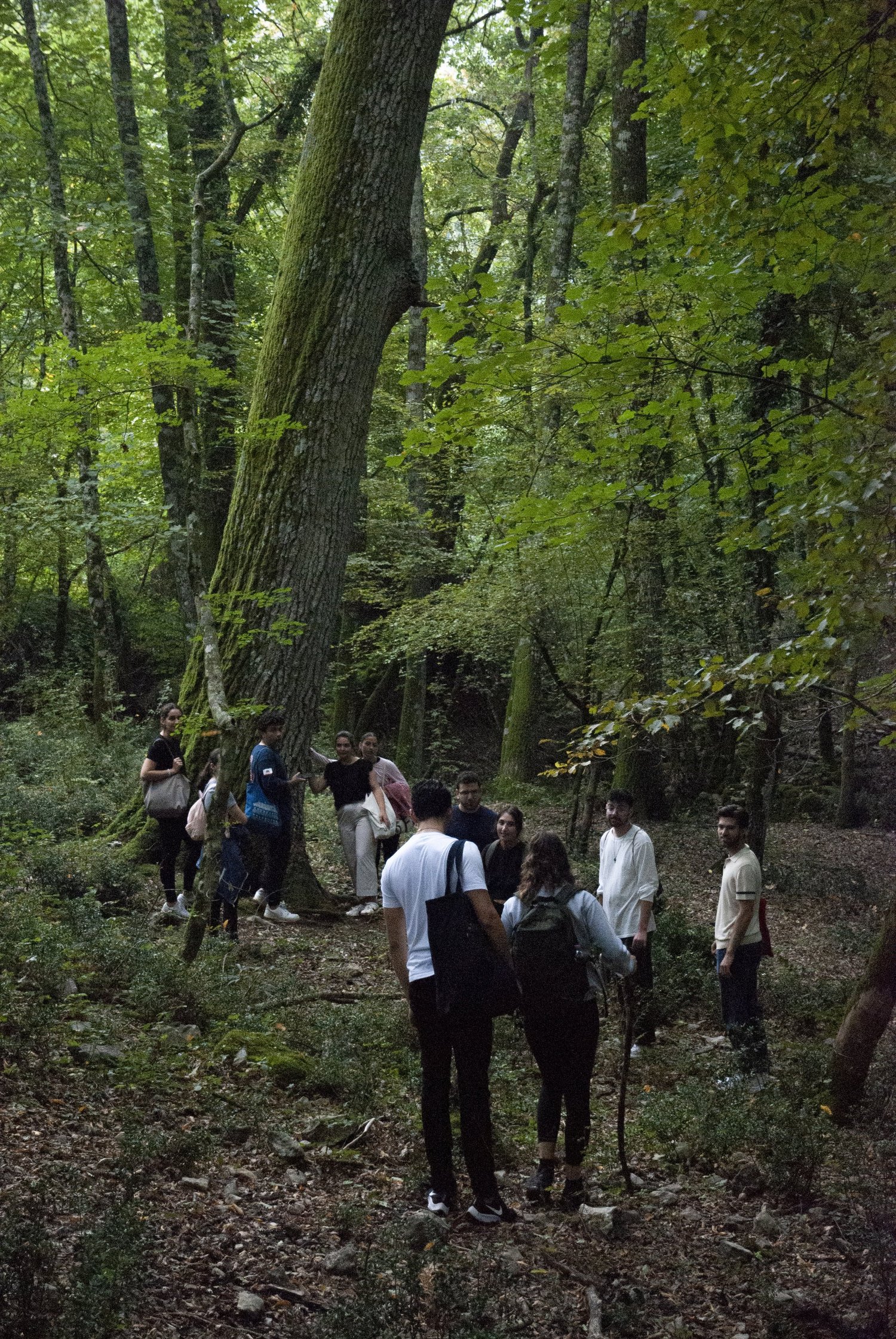 A group walking on a woodland path in Valle delle Canucette, Castel San Pietro Romano