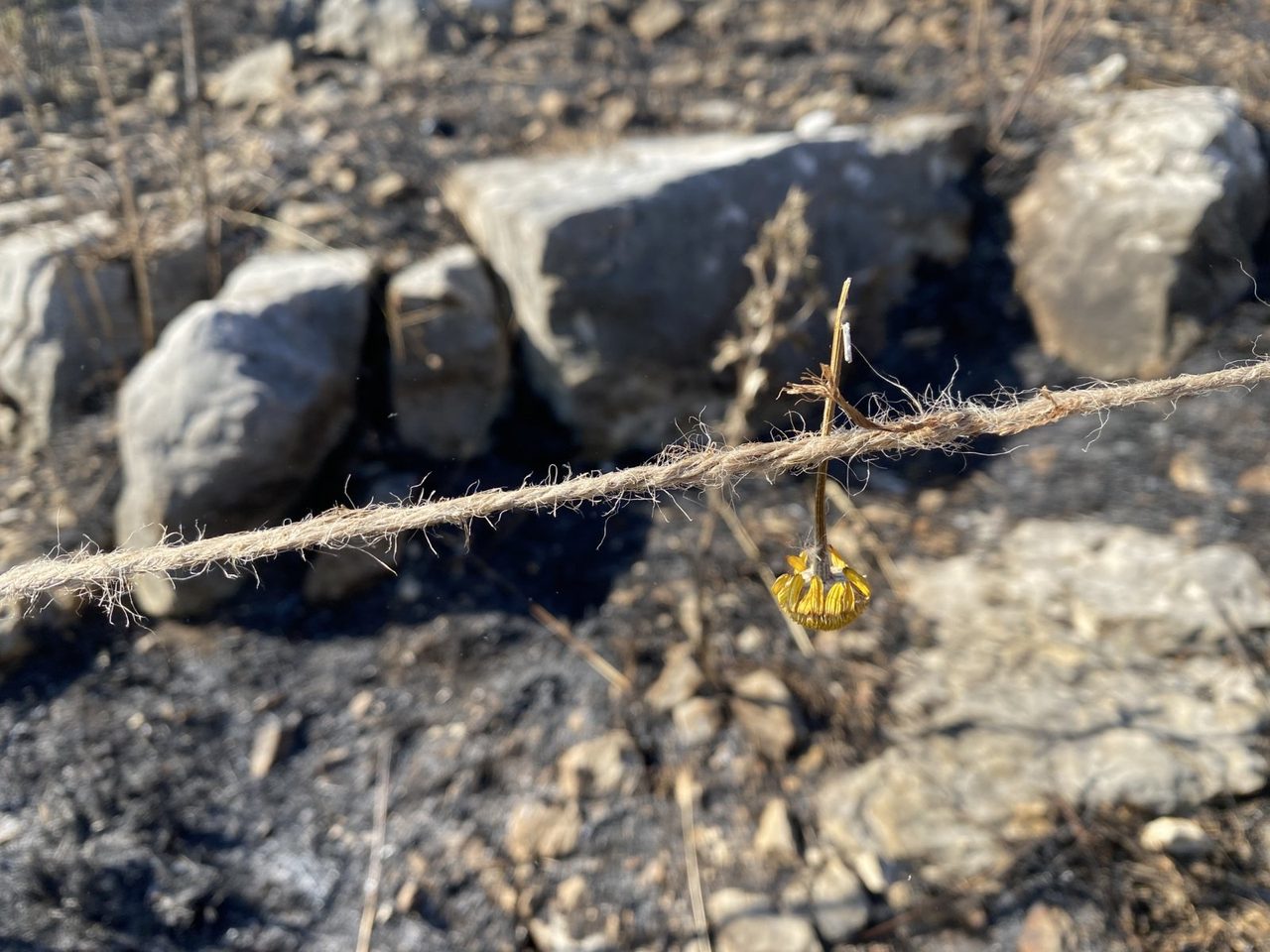 A twine line strung over burnt ground and stones, a small yellow tag hanging from it